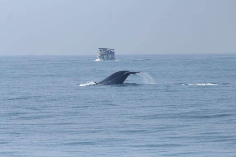 whale-and-dolphin-watching-private-speed-boat-tour
