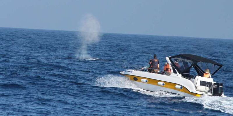 whale-and-dolphin-watching-private-speed-boat-tour