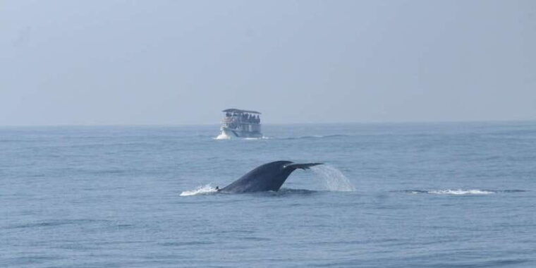 whale-and-dolphin-watching-private-speed-boat-tour