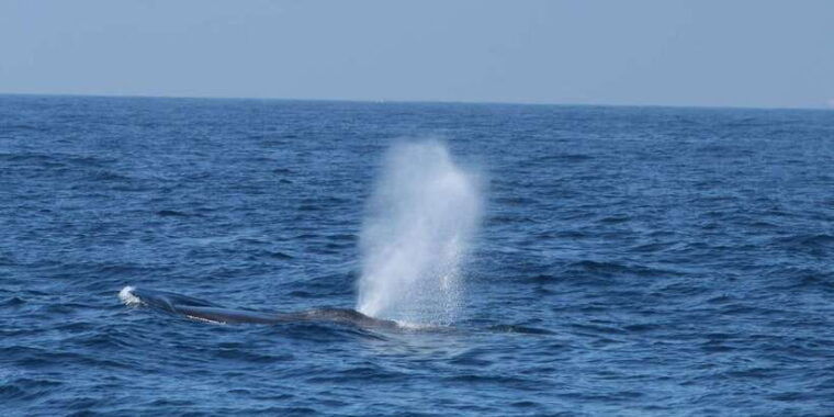whale-and-dolphin-watching-private-speed-boat-tour