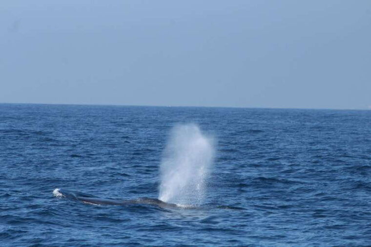 whale-and-dolphin-watching-private-speed-boat-tour