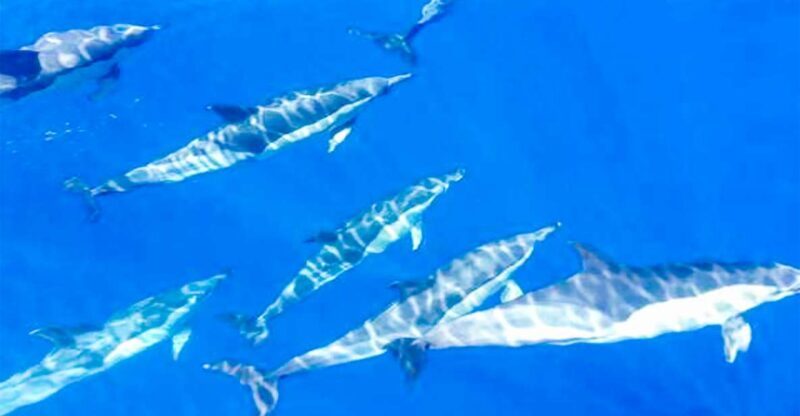 Whale and Dolphin Watching Sailing Tour  Los Gigantes (3H) - Key Points