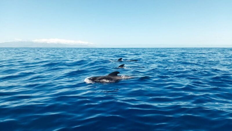 Whale and Dolphin Watching Sailing Tour  Los Gigantes (3H) - Introduction: A Relaxed and Rewarding Sea Adventure