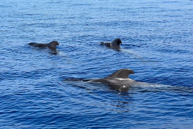 Whale and dolphin watching tour Los Gigantes and Masca in small groups - Practical Details and What to Expect