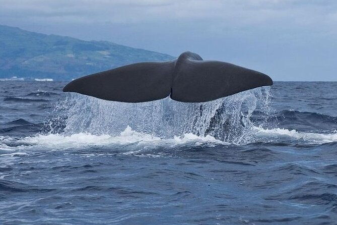 whale-and-dolphin-watching-tour-on-pico-island
