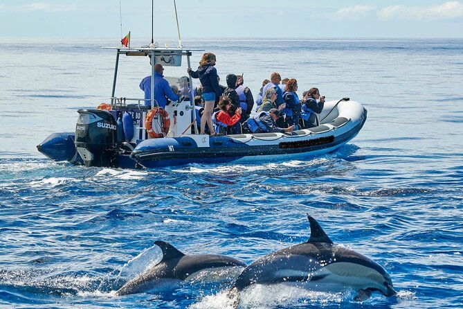 whale-and-dolphin-watching-tour-on-pico-island