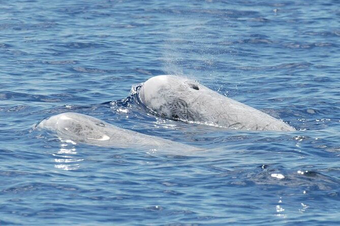 whale-and-dolphin-watching-tour-on-pico-island