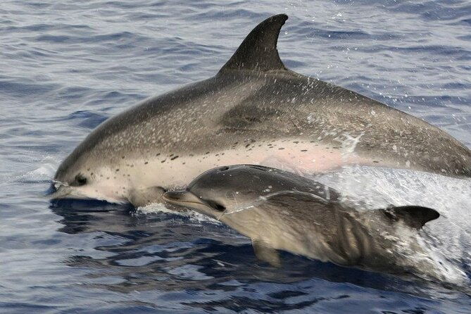 whale-and-dolphin-watching-tour-on-pico-island