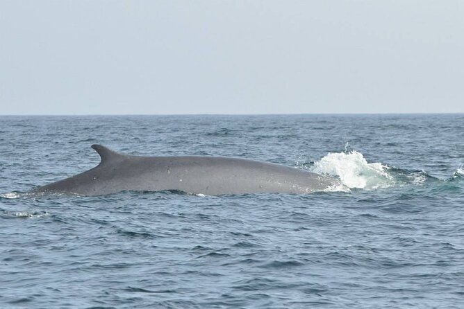 whale-and-dolphin-watching-tour-on-pico-island