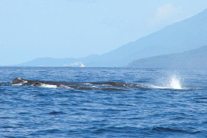 whale-and-dolphin-watching-tour-on-pico-island