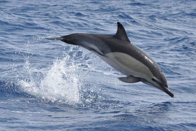 whale-and-dolphin-watching-tour-on-pico-island