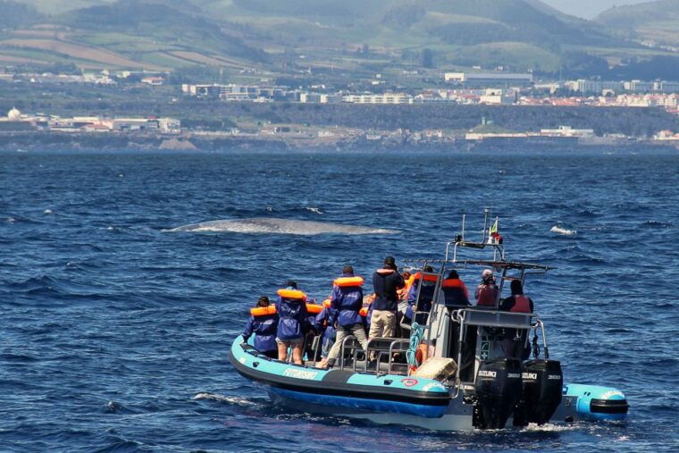 whale-and-dolphin-watching-with-vila-franca-islet-visit