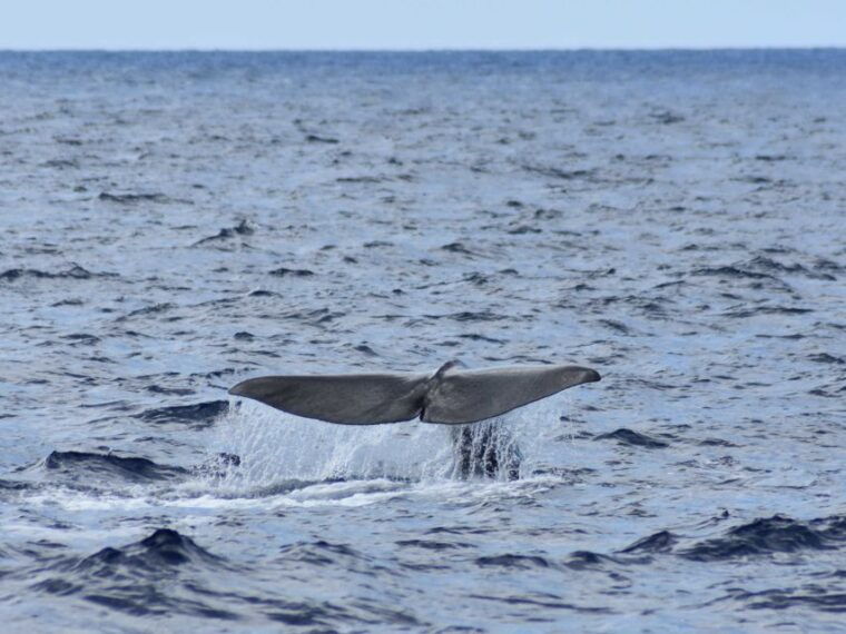 whale-and-dolphin-watching-with-vila-franca-islet-visit