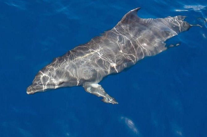 whale-and-dolphin-watching-yacht-trip-in-puerto-colon