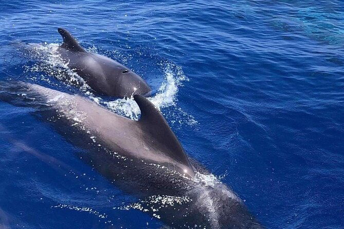 whale-and-dolphin-watching-yacht-trip-in-puerto-colon