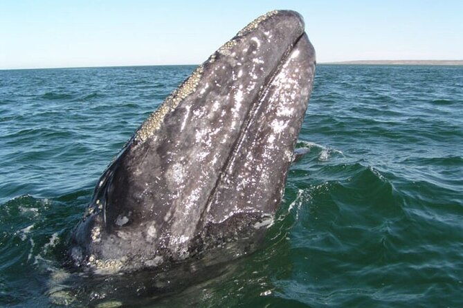 whale-and-wildlife-yacht-cruise-in-santa-barbara