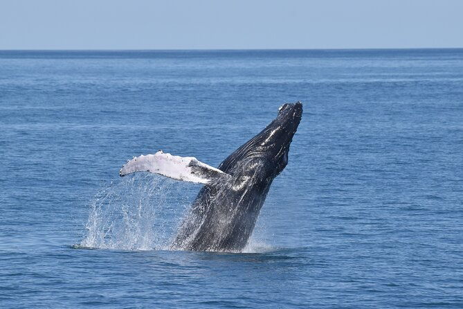 whale-dolphin-and-bird-watching-ecotour-cruise-2