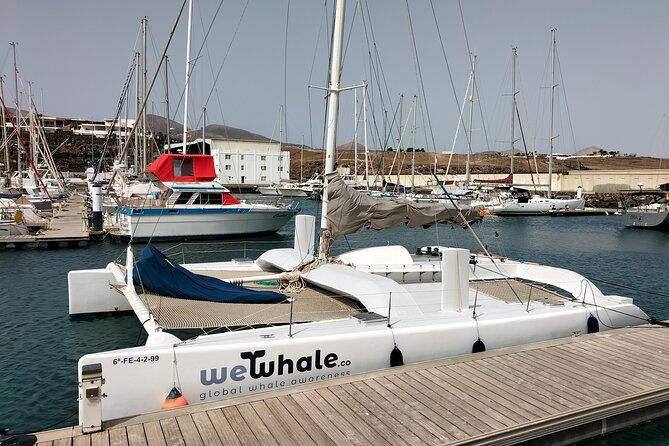 whale-dolphin-observation-on-silent-catamaran-with-hydrophone
