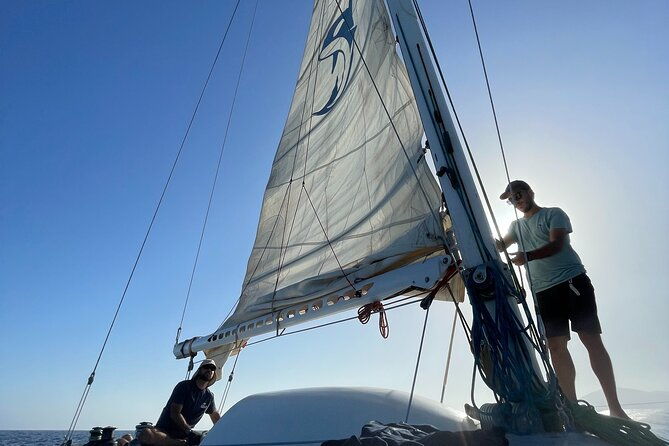 whale-dolphin-observation-on-silent-catamaran-with-hydrophone