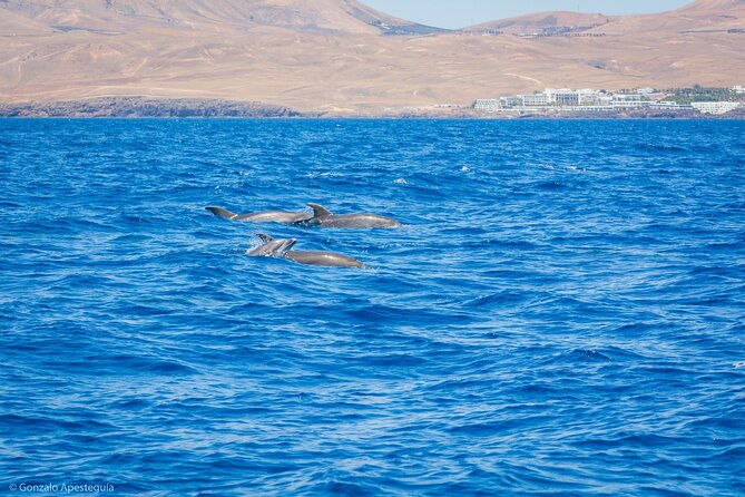 whale-dolphin-observation-on-silent-catamaran-with-hydrophone