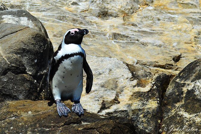 Whale, Dolphin & Penguin Island Cruise - An In-Depth Look at the Whale, Dolphin & Penguin Island Cruise