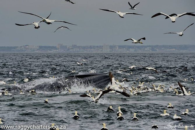Whale, Dolphin & Penguin Island Cruise - The Sum Up
