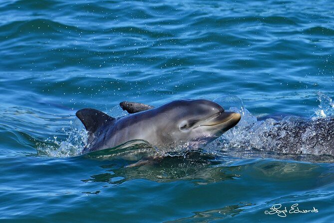 Whale, Dolphin & Penguin Island Cruise - Frequently Asked Questions