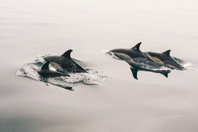 whale-dolphin-watching-boat-trip-in-tenerife-on-a-sailing-boat-3-hr