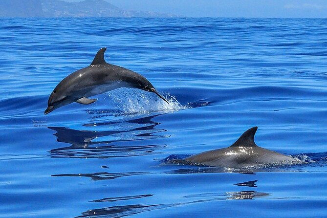 whale-dolphin-watching-boat-trip-in-tenerife-on-a-sailing-boat-3-hr
