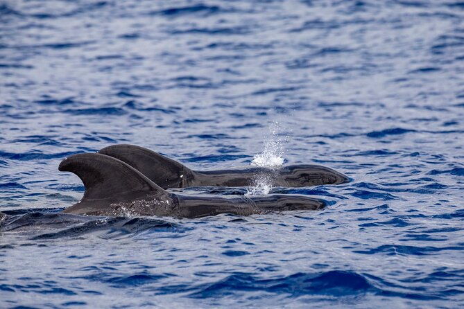 whale-dolphin-watching-in-madeira