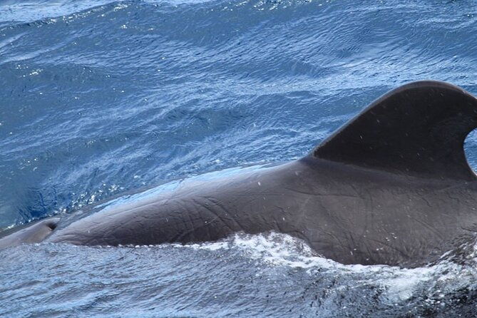 whale-dolphin-watching-in-tenerife-puerto-colon-on-a-large-catamaran