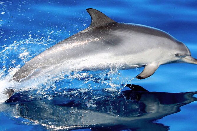 whale-dolphin-watching-with-mustcat-virgin-coast-trip-on-a-large-catamaran