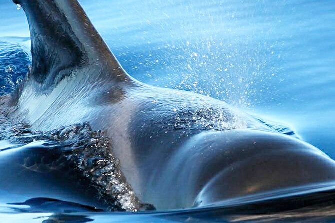 whale-dolphin-watching-with-mustcat-virgin-coast-trip-on-a-large-catamaran