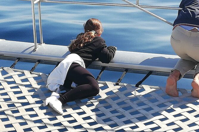 whale-dolphin-watching-with-mustcat-virgin-coast-trip-on-a-large-catamaran