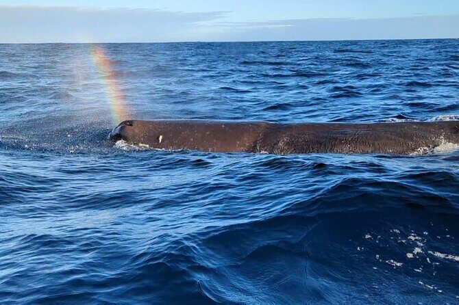 Whale Dream ltd - Whales watching and swim with dolphins - Starting Off: What Makes This Tour Stand Out?