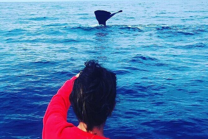 Whale Dream ltd - Whales watching and swim with dolphins - Key Points