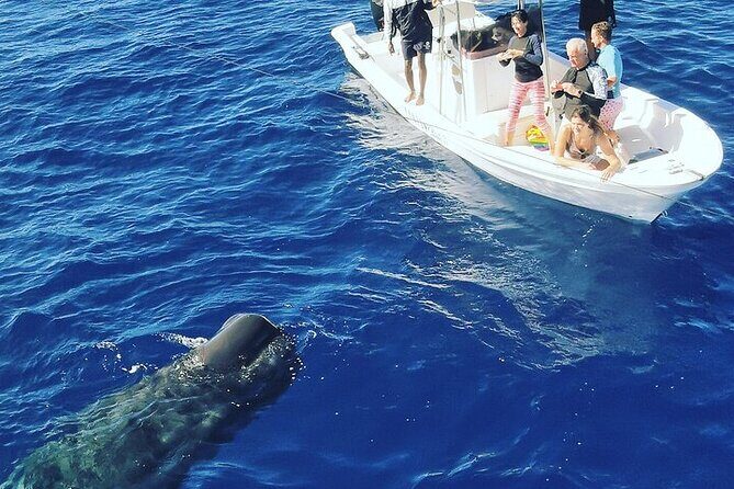 Whale Dream ltd - Whales watching and swim with dolphins - Final Thoughts