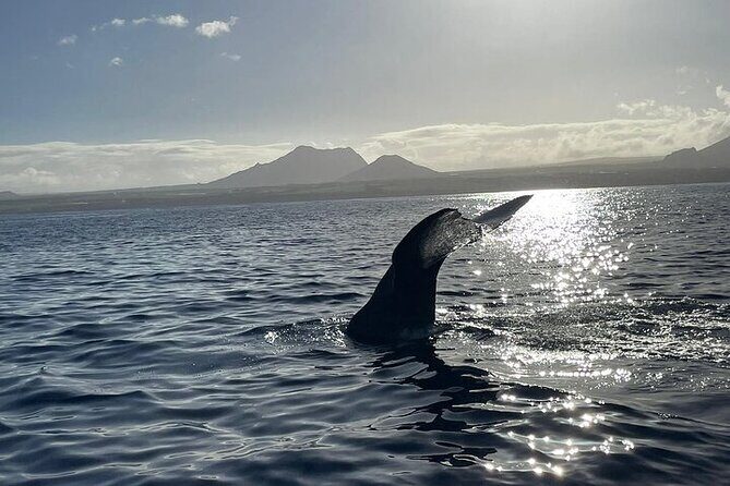 Whale Dream ltd - Whales watching and swim with dolphins - FAQ