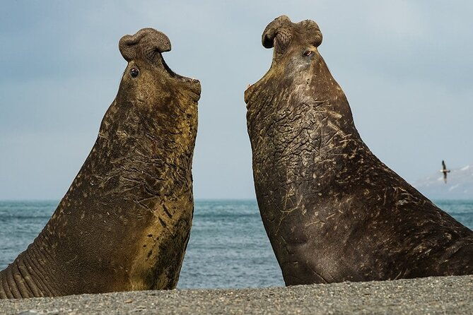 whale-point-to-see-penguins-and-elephant-seals