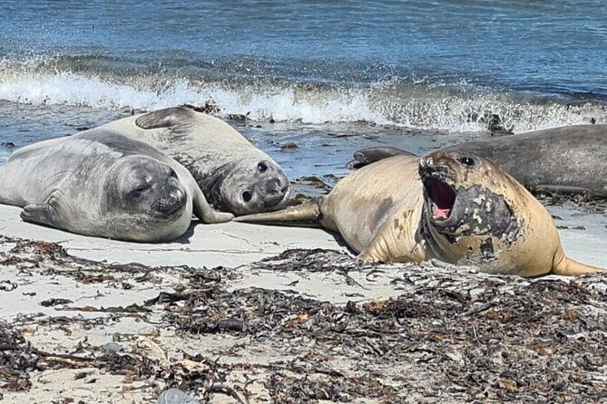 whale-point-to-see-penguins-and-elephant-seals