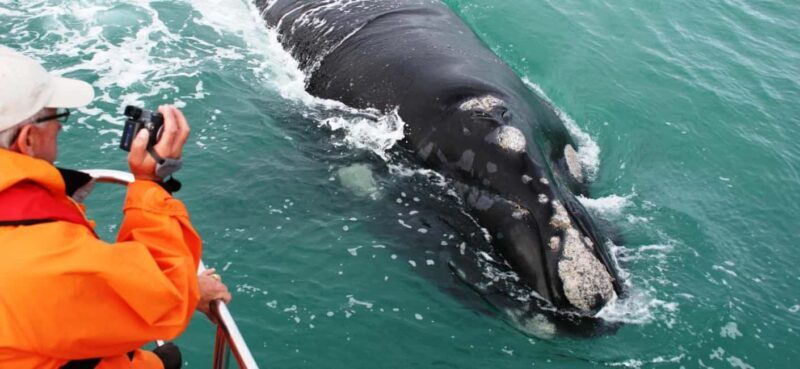 Whale Route Full Day Tour - Key Points