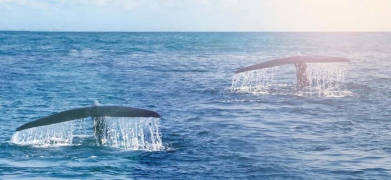 Whale Route Full Day Tour - The Scenic Route and Coastal Stops