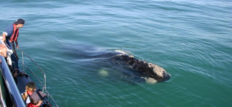 Whale Route Full Day Tour - Hermanus: The Heart of Whale Watching
