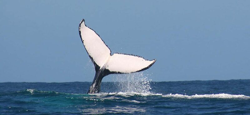 Whale Route Full Day Tour - Optional Whale-Watching Boat Trip