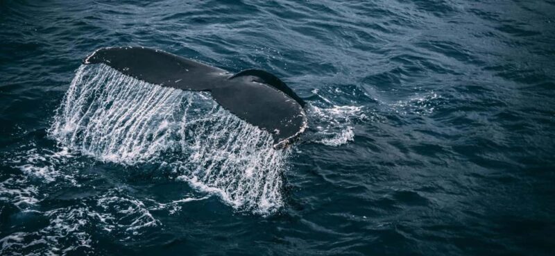 Whale Route Full Day Tour - Practical Aspects and Value