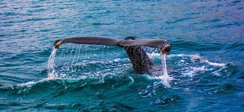 Whale Route Full Day Tour - Final Thoughts