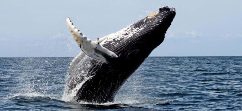 Whale Route Full Day Tour - FAQs