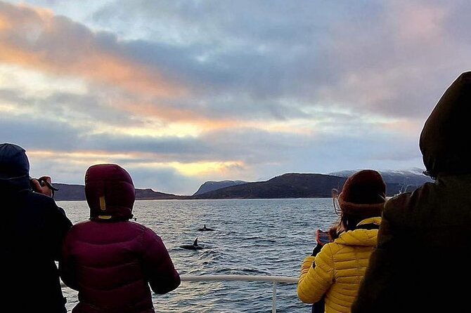 whale-safari-in-tromso