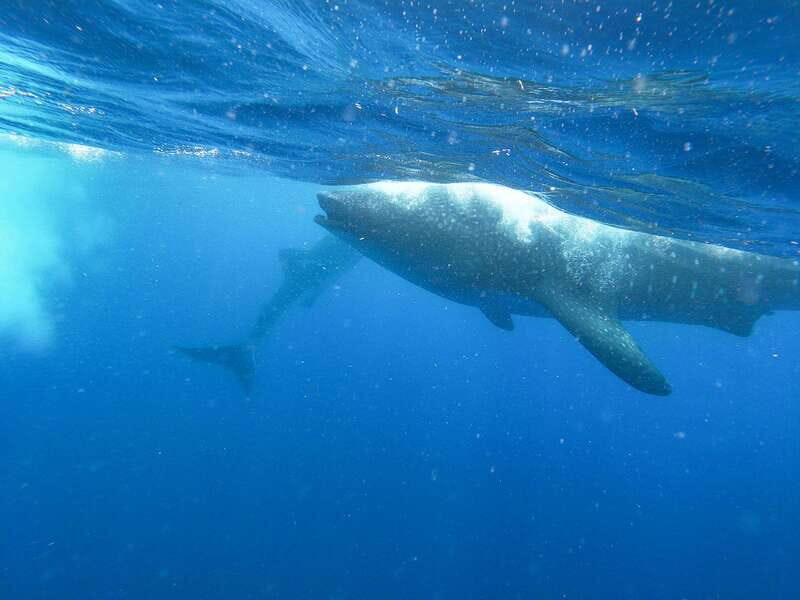 Whale Shark Adventure from Isla Mujeres - An Overview of the Whale Shark Tour Experience