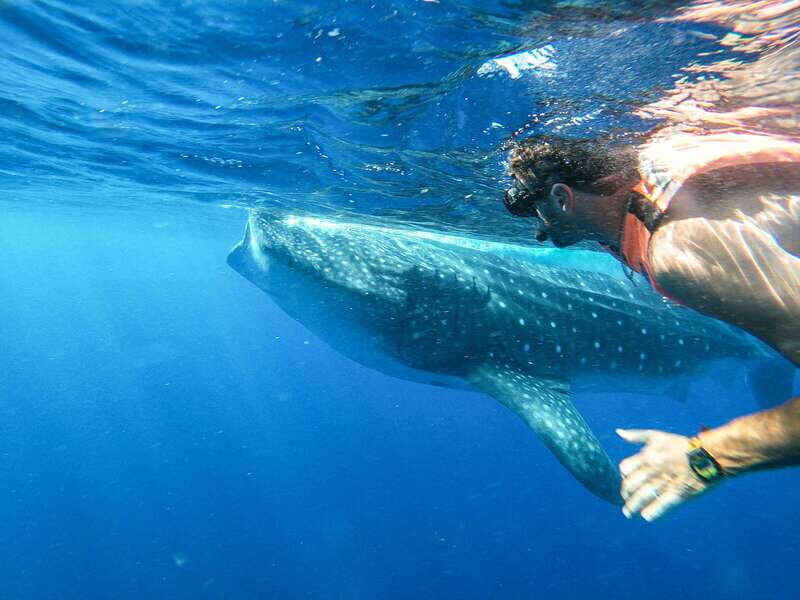 Whale Shark Adventure from Isla Mujeres - What We Love and Consider